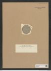 Diatomeae indet. Zeichnungen Sammlung Grunow Nr. 8973 (NHMW-BOT-W0378664)